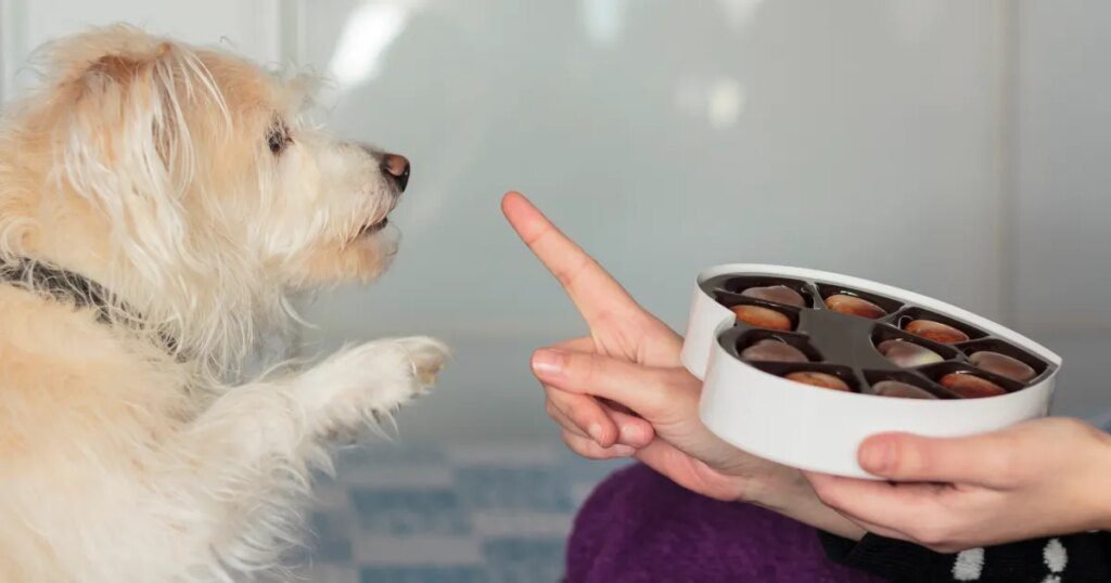 10 alimentos ruins para cães