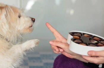Os cães podem comer carne enlatada? A carne enlatada é segura para cães?