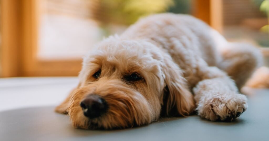 Acidose metabólica em cães: sintomas, causas e tratamentos