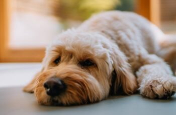 Trombocitopenia em cães: sintomas, causas e tratamentos