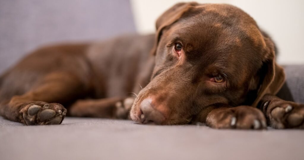 Ascites em cães: sintomas, causas e tratamentos