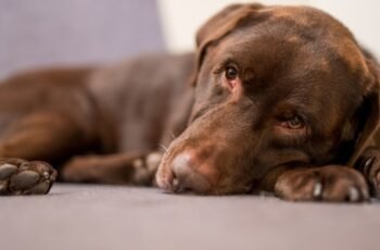 Tipos, sintomas, causas e tratamentos