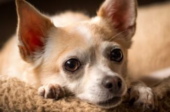 Refluxo ácido em cães: sintomas, causas e tratamentos