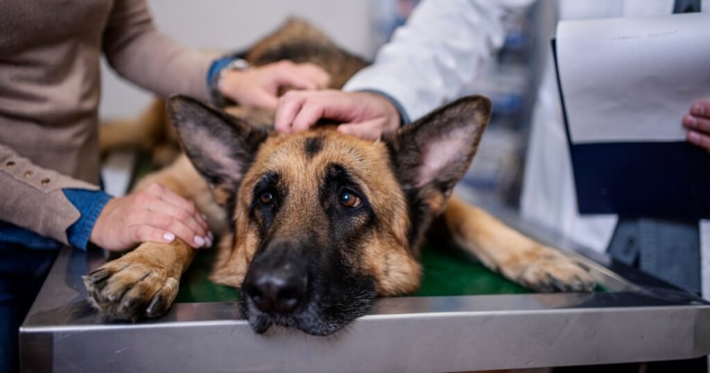 Inchaço em cães: sintomas, causas e tratamentos