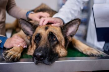 Falha renal (renal) em cães: sintomas, causas e tratamentos