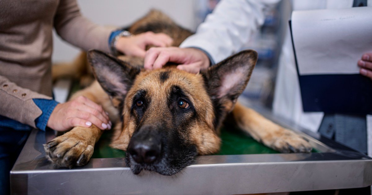 Inchaço em cães: sintomas, causas e tratamentos Inchaço em cães: sintomas, causas e tratamentos