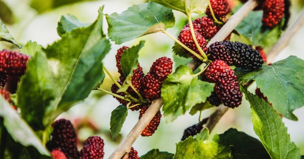 Os cães podem comer amoras? Mulberries são seguros para cães?