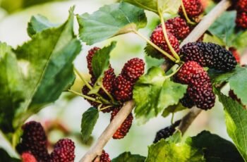 Os cães podem comer spam? O spam é seguro para cães?