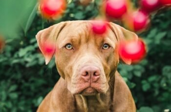 10 alimentos ruins para cães