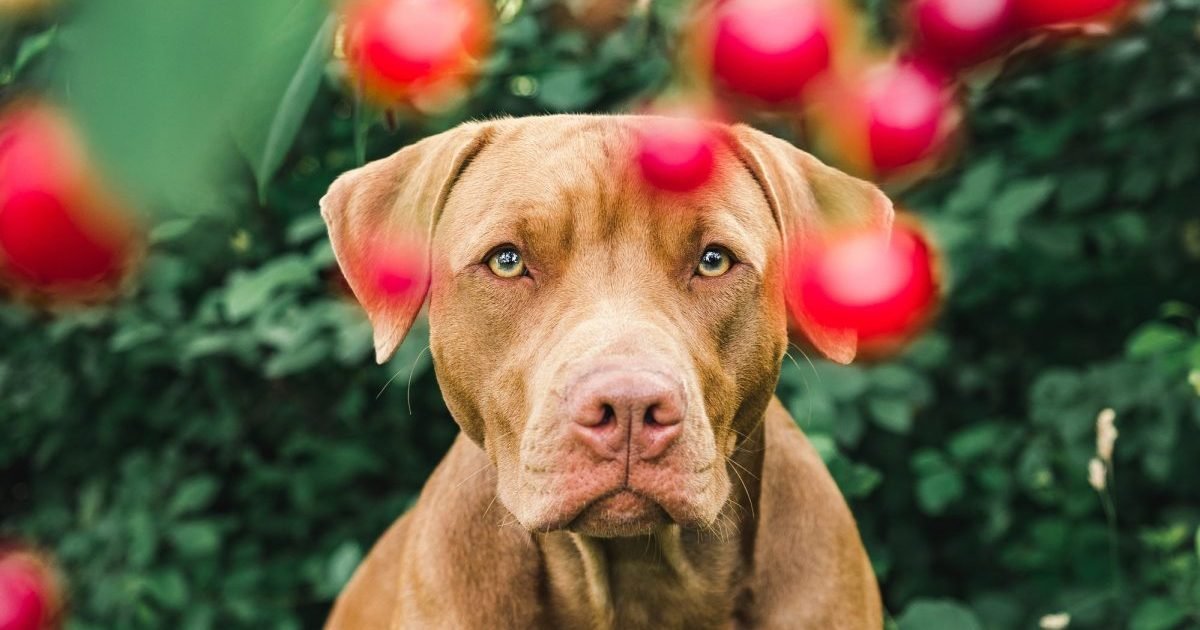 Os cães podem comer cerejas? As cerejas são seguras para Os cães podem comer cerejas? As cerejas são seguras para cães?