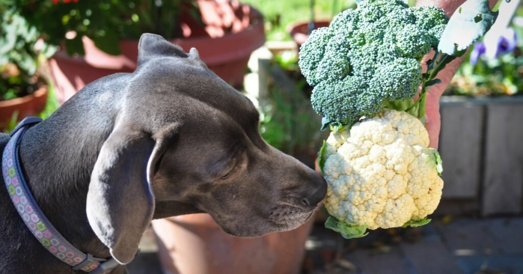 Os cães podem comer couve -flor? A couve -flor é segura para cães?