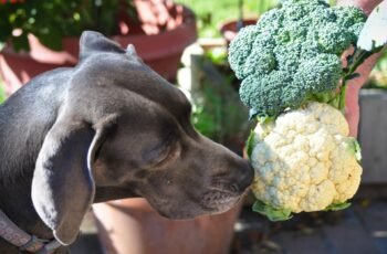 Os cães podem comer sapodilla? O Sapodilla é seguro para cães?