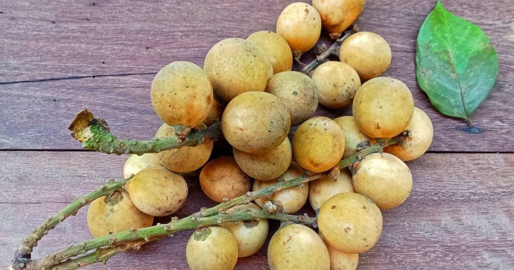 Os cães podem comer lanchones? Os lanzones são seguros para cães?