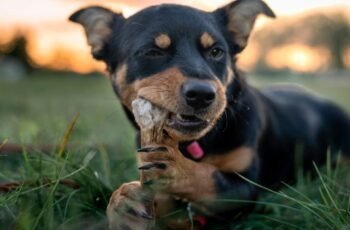 Os cães podem comer Bolonha? Bolonha é seguro para cães?