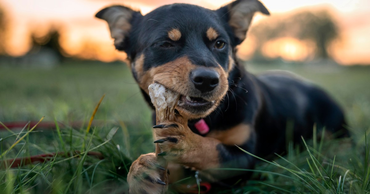 Os cães podem comer ossos? Quais ossos de cachorro são seguros?