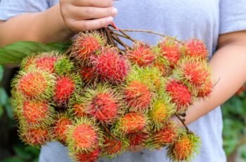 Os cães podem comer wasabi? Wasabi é seguro para cães?