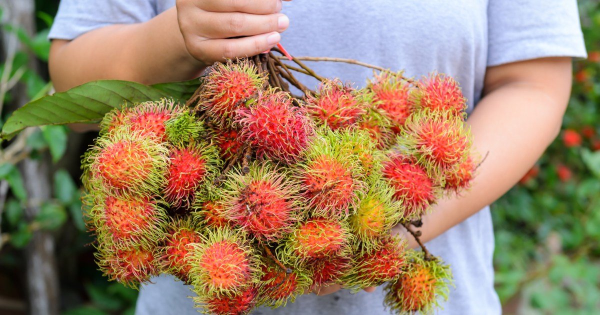 Os cães podem comer rambutan? O Rambutan é seguro para cães?