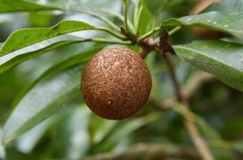 Como limpar os brinquedos do seu cachorro