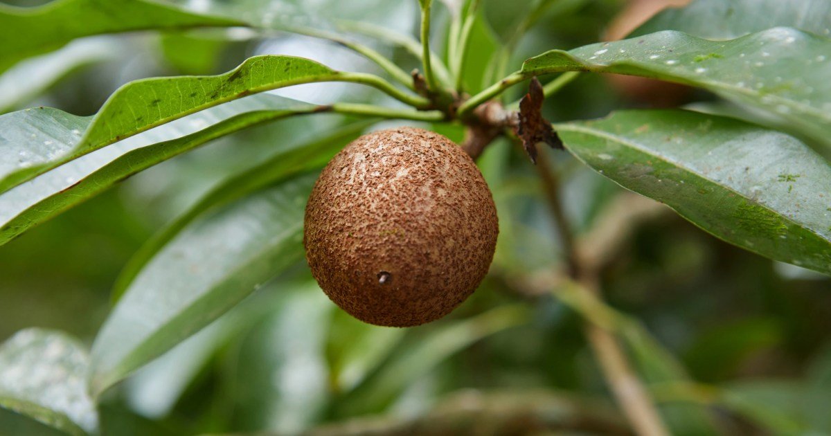 Os cães podem comer sapodilla? O Sapodilla é seguro para Os cães podem comer sapodilla? O Sapodilla é seguro para cães?