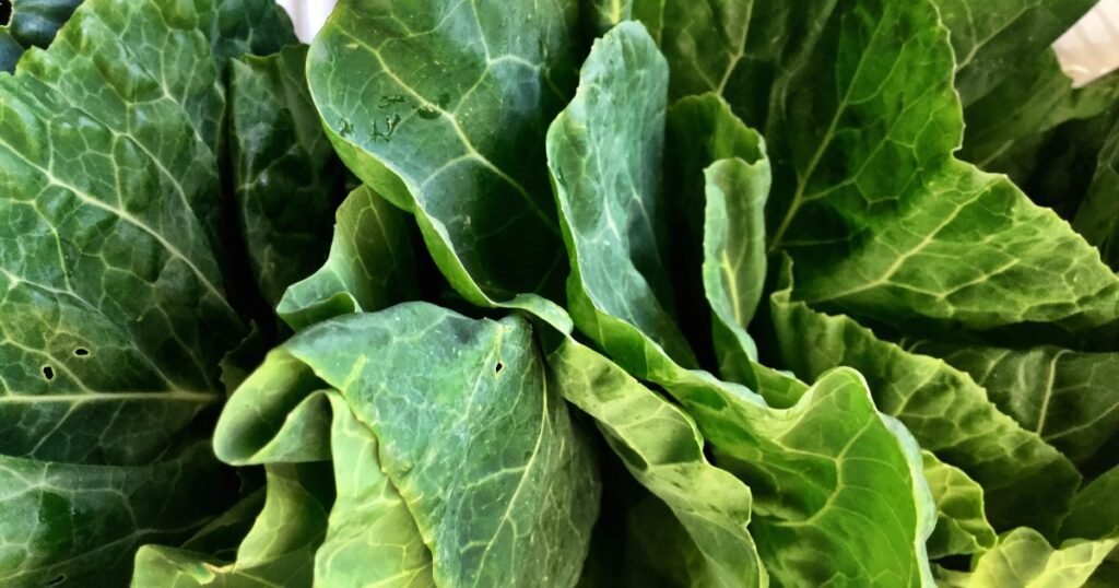 Os cães podem comer verduras? Os verdes de couve são seguros para cães?