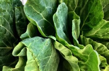 Os cães podem comer queijo de cabra? O queijo de cabra é seguro para cães?