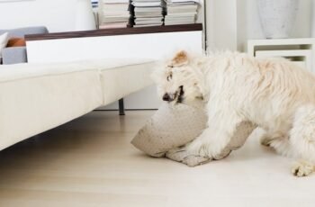 Acidose metabólica em cães: sintomas, causas e tratamentos