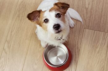 Os cães podem comer cerejas? As cerejas são seguras para cães?