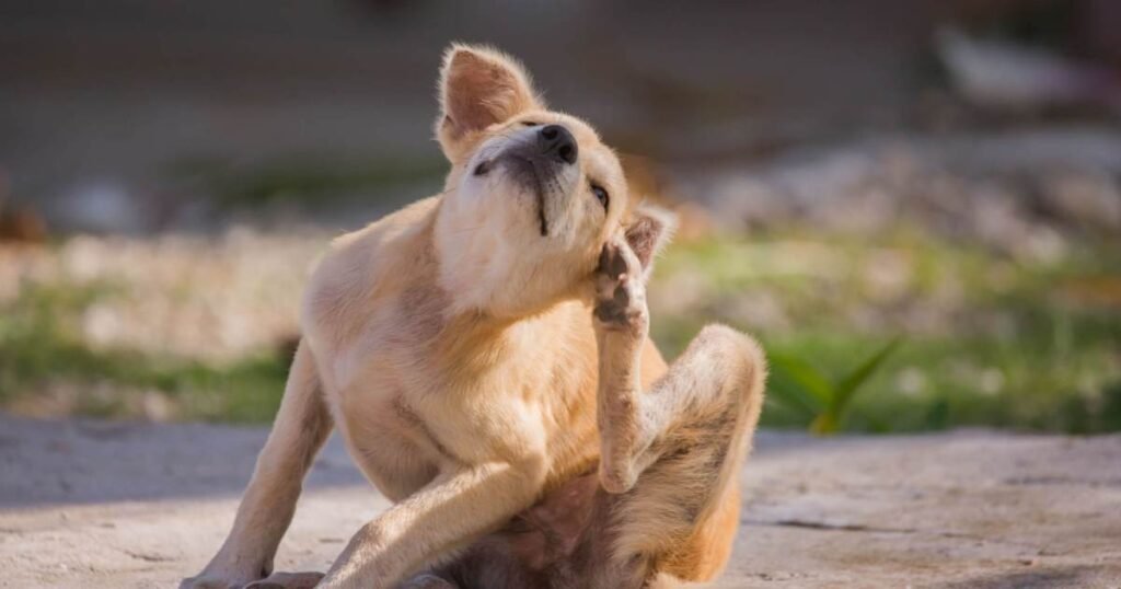 Tipos, sintomas, causas e tratamentos