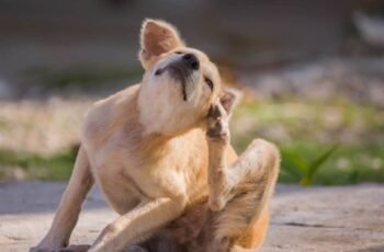 Ascites em cães: sintomas, causas e tratamentos