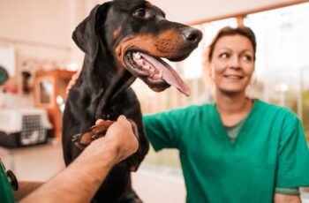 Ascites em cães: sintomas, causas e tratamentos