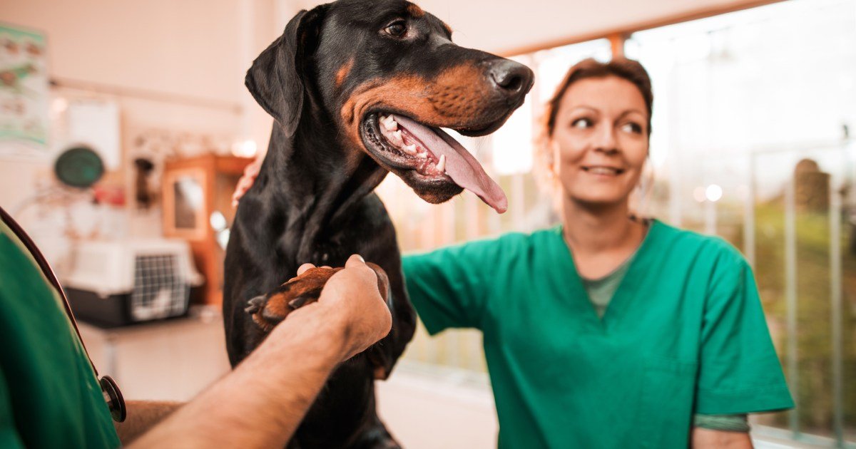 Trombocitopenia em cães: sintomas, causas e tratamentos Trombocitopenia em cães: sintomas, causas e tratamentos