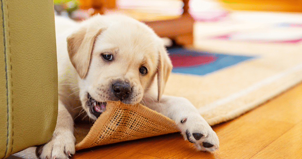 O que está com cães e como faço para parar?