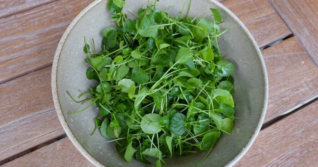 Os cães podem comer agrião? O agrião é seguro para cães?