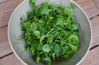 Os cães podem comer hash marrons? Os Hash Browns são seguros para cães?