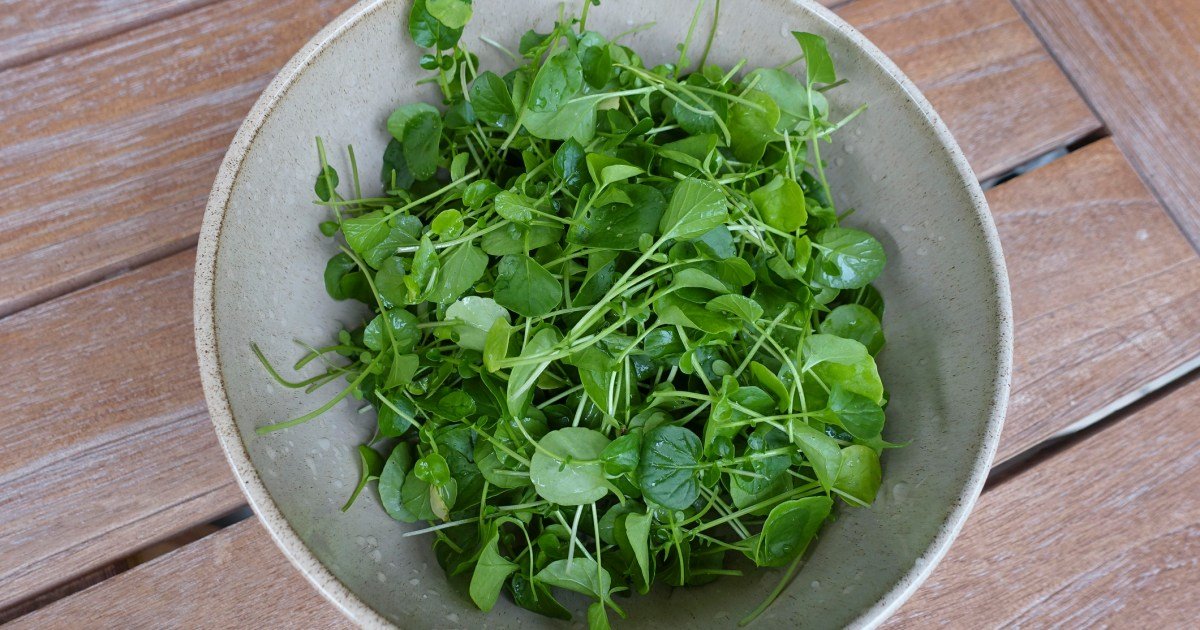 Os cães podem comer agrião? O agrião é seguro para Os cães podem comer agrião? O agrião é seguro para cães?