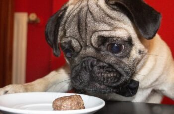 Os cães podem comer goiaba? A goiaba é segura para cães?