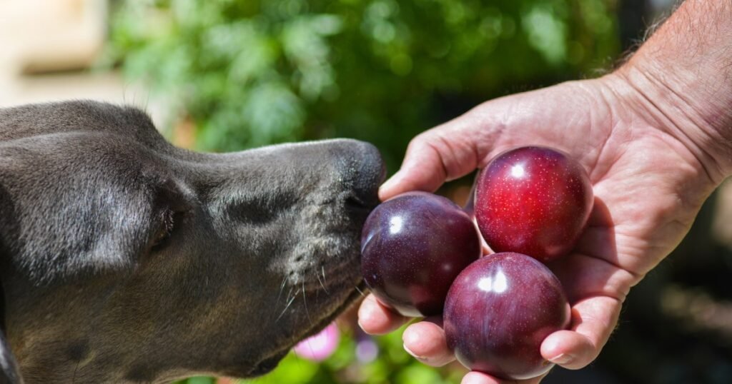 Os cães podem comer ameixas? As ameixas são seguras para cães?