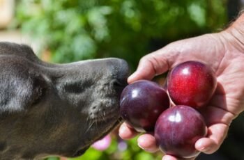 Os cães podem comer cebolinha? As cebolinhas são seguras para cães?