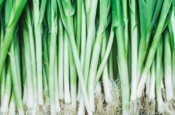 Os cães podem comer pepperoncini? O pepperoncini é seguro para cães?