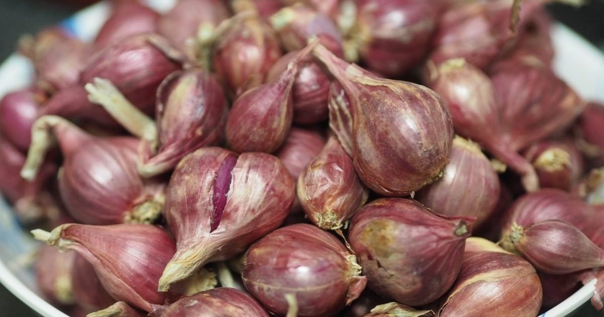 Os cães podem comer chalotas? A cebolinha é segura para Os cães podem comer chalotas? A cebolinha é segura para cães?