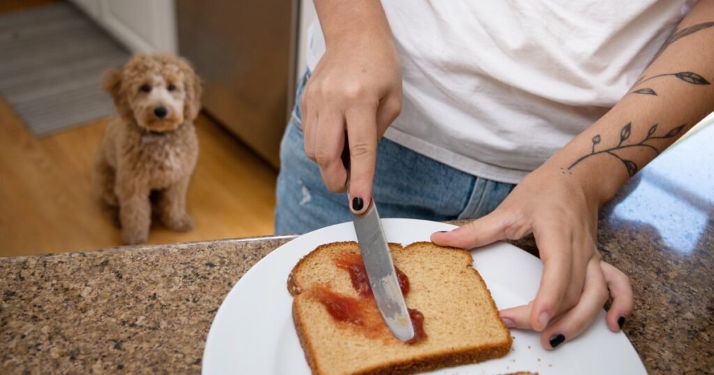 Os cães podem comer geléia? Jelly é segura para cães?