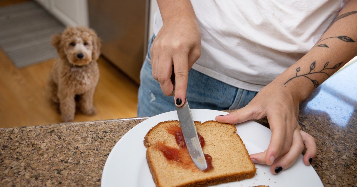 Os cães podem comer geléia? Jelly é segura para cães? Os cães podem comer geléia? Jelly é segura para cães?