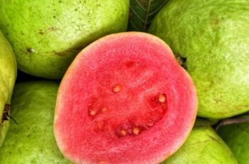 Os cães podem comer almôndegas? As almôndegas são seguras para cães?