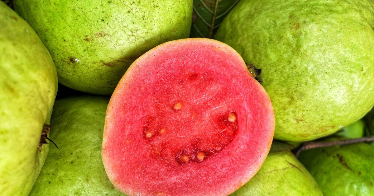 Os cães podem comer goiaba? A goiaba é segura para cães?