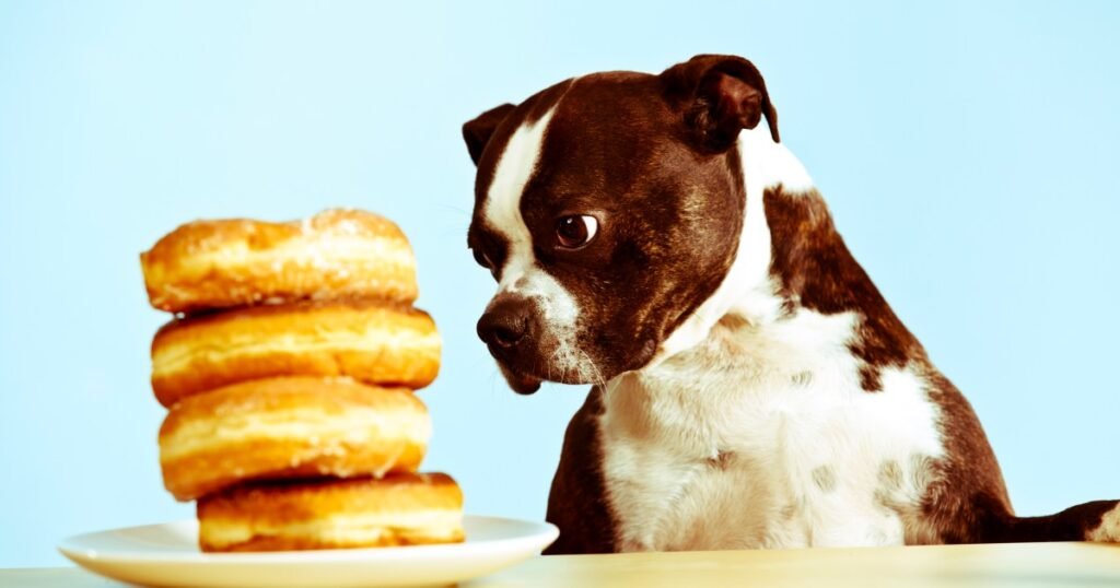 Os cães podem comer rosquinhas? Os donuts são seguros para cães?