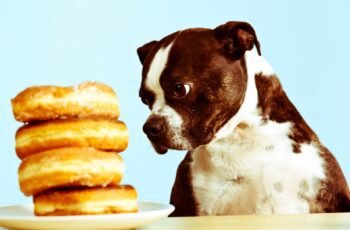 Os cães podem comer hash marrons? Os Hash Browns são seguros para cães?