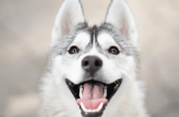 O que está com cães e como faço para parar?