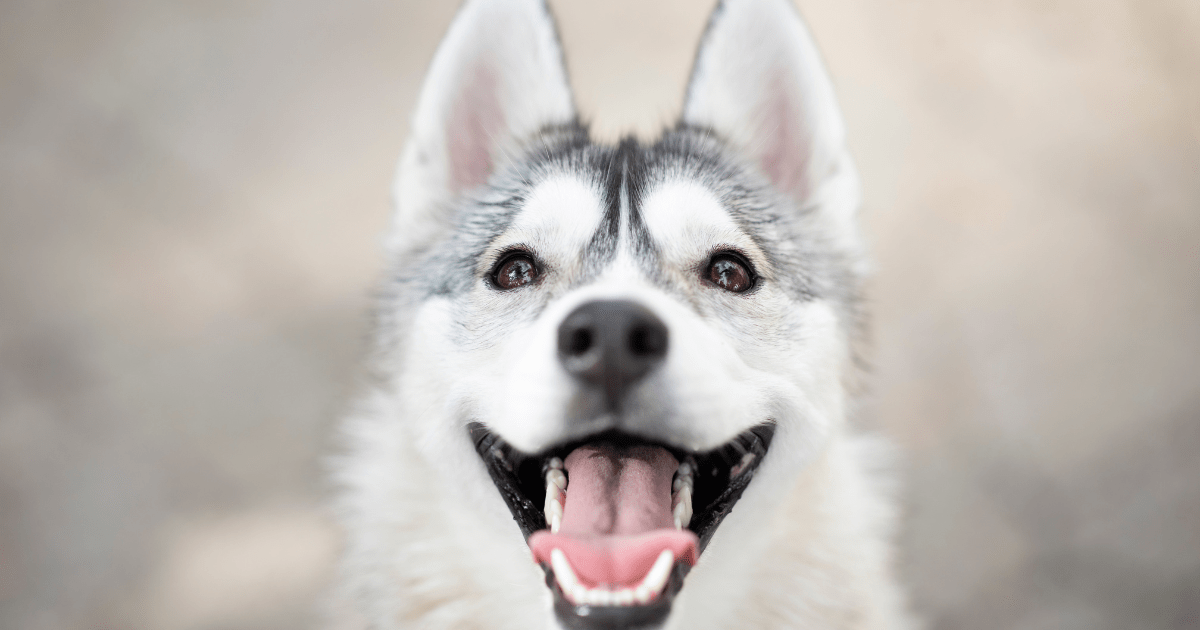 Quantos dentes os cães têm?