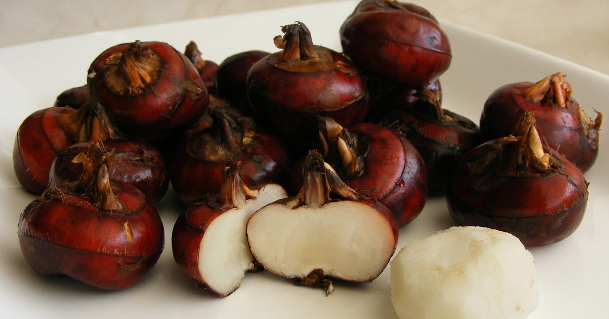 Os cães podem comer castanhas de água? As castanhas de Os cães podem comer castanhas de água? As castanhas de água são seguras para cães?