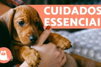 MELHOR TÉCNICA (SEM SEGREDOS) para ensinar o PASSEIO PERFEITO para seu cachorro